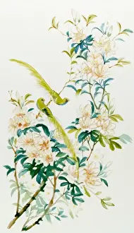 Birds of Paradise