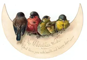 Birds perched on crescent moon on a Christmas card