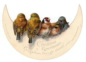 Birds perched on crescent moon on a Christmas card