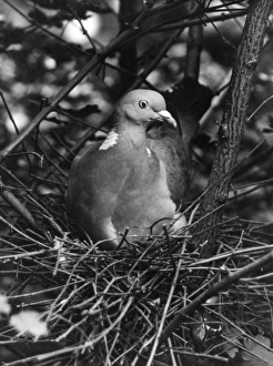 Images Dated 17th June 2011: Birds / Pigeon