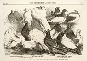Birds / Pigeons