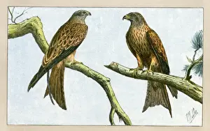 Two birds of prey