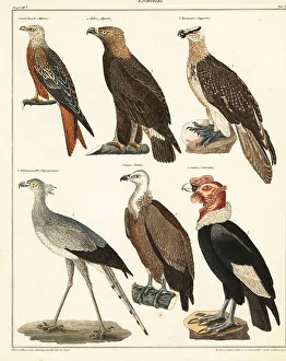 Birds of prey