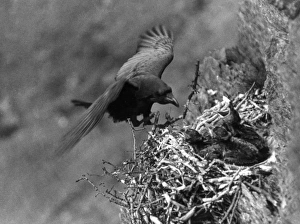 Images Dated 17th June 2011: Birds / Raven