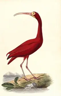 Birds / Red Ibis