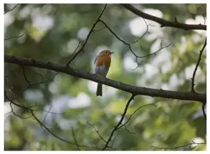 Birds / Robin