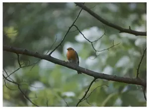 Birds / Robin