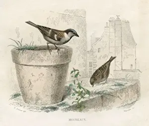 Domesticus Prints: Birds / Sparrows 1837