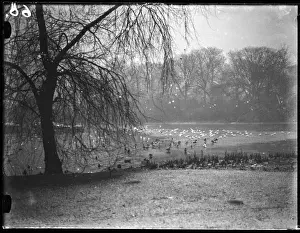 Birds in St Jamess Park