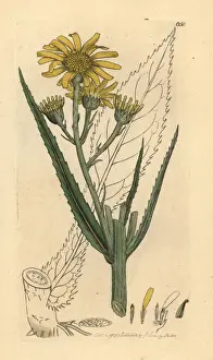Senecio Prints: Birds tongue, Jacobaea paludosa
