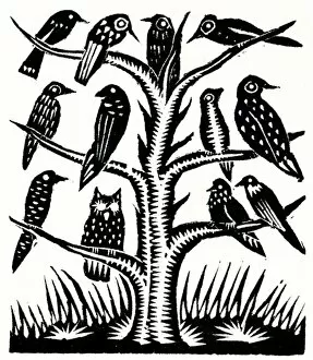 Images Dated 16th February 2011: Birds on a tree