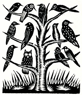 Images Dated 16th February 2011: Birds on a tree