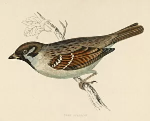 Sparrow Gallery: Birds / Tree Sparrow