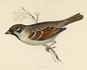 Birds Collection: Birds / Tree Sparrow