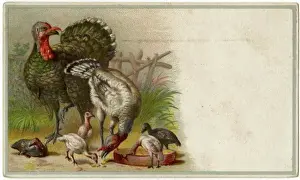 Meleagris Prints: Birds / Turkeys & Young