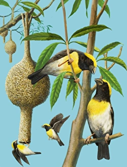 Images Dated 9th May 2006: Birds which weave