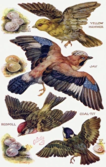 Birds on the Wing cut out