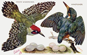Images Dated 26th January 2016: Birds on the Wing cut out