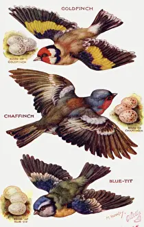 Birds on the Wing cut out