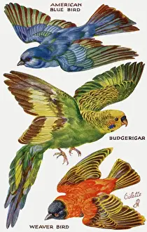Birds on the Wing cut out