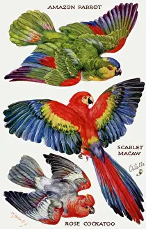 Birds on the Wing cut out