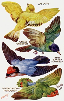 Birds on the Wing cut out