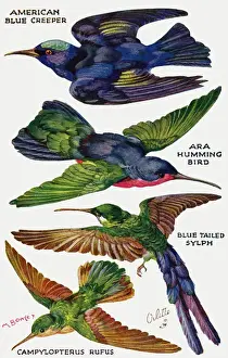 Birds on the Wing cut out