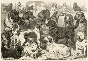Birmingham Dog Show