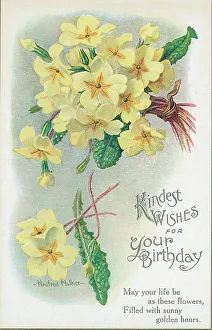 Birthday postcard design with primsoses Postcard