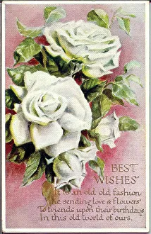 Birthday postcard, White roses, Best Wishes Date: early 20th century