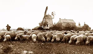 Biscot Windmill, Luton early 1900's