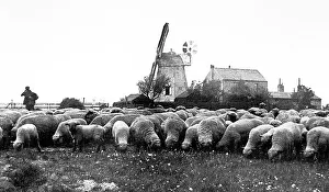 Biscot Windmill near Luton early 1900s