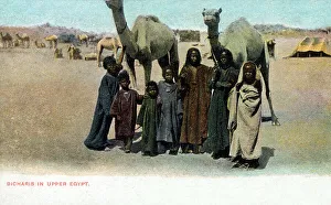 Saharan Prints: Bishari Children and Camels in Upper Egypt, North Africa