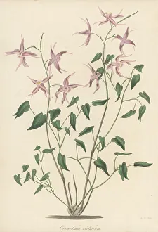 Magazine Of Botany Prints: Bishop's hat, Epimedium grandiflorum