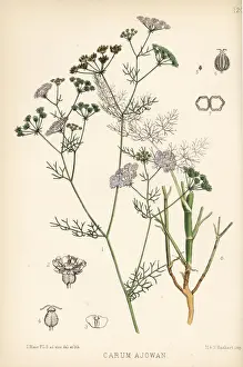Weed Prints: Bishops weed or carom, Trachyspermum ammi