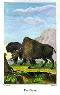 Warner Prints: Bison