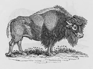 Bison (Bewick)