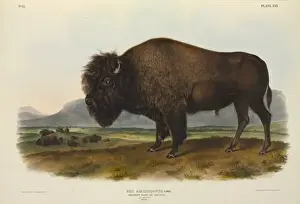 Bison bison, American bison