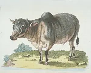 Bovinae Prints: Bison bonasus, European bison