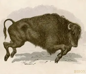 Bison Charging