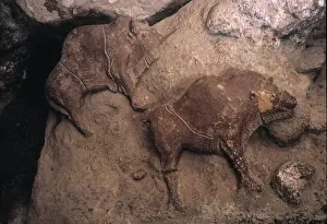 Cave Prints: Bison from Le Tuc d Audoubert