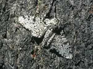 Biston betularia, peppered moth