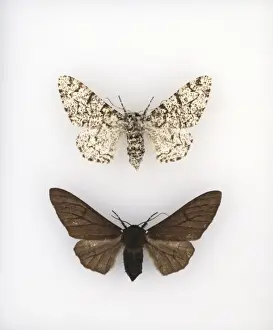 Moth Prints: Biston betularia, peppered moth