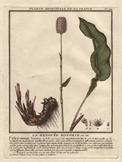 Bulliard Prints: Bistort, Persicaria bistorta