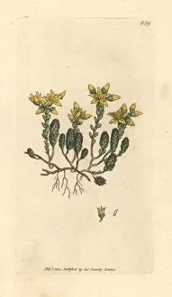 Acre Gallery: Biting stone-crop, Sedum acre
