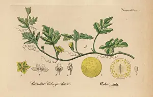 Gewachse Prints: Bitter apple, Citrullus colocynthis