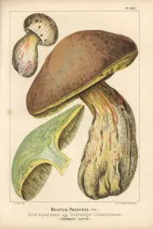 Leuba Prints: Bitter beech bolete, Boletus calopus, poisonous