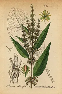 Rumex Prints: Bitter dock, Rumex obtusifolius