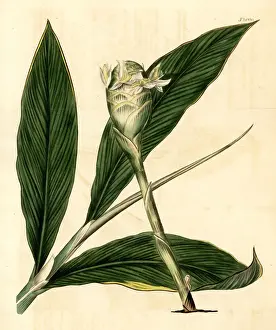 Bitter ginger, Zingiber zerumbet