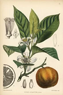 Seville Collection: Bitter orange or Seville orange, Citrus aurantium